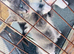 Russian blue kittens 2 left