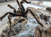 Salmon pink bird eater tarantula PAIR