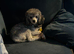 Silver Phantom Toy Poodle Available for Stud