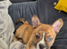 2 boy frenchie pomski unusual marking beautiful open to offer