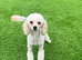 Gorgeous Male Toy Poodle