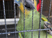 Amazon green for rehoming