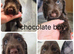 Cocker spaniel 3 boys available