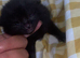Kittens ready in 5 weeks