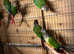 Conures