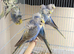 3 breeding pair of hagos