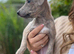 Whippet x Italian Greyhound