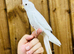 Cockatiels