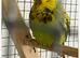 Exhibition Budgies