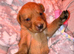 Beautiful KC Fox Red Labrador Puppies
