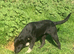 Lollie(labs x collie )