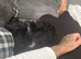 Doxiepoo puppy
