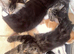 4 Beautiful Kittens