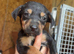 Pure New Zealand huntaway pups