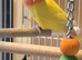 Male Lutino Lovebird