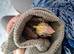 Beautiful handfed cockatiel