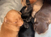 Miniature long haired pups