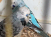 Beautiful variety of budgies