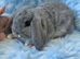 Last little boy mini lop carriers plush