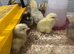 Different purebred Orpington chicks