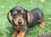 Ready now!! PRA clear Miniature  dachshunds