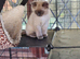 Ragdoll kittens ready now