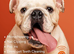 Mobile Pet Microchipping