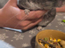 Pretty chinchilla female