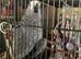 African greys