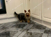 Miniature yorkshire terrier girl