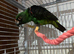 Female jardine wanted and a white capped pionus male