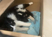 Beautiful Kittens For Sale