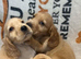 Red Cocker Spaniel Puppies