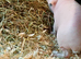 Female skinny pigs for sale
