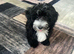 Beautiful 4-Month-Old Maltipoo Puppy - Fully Vaccinated & Microchipped ️