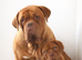 Dogue De Bordeaux Male