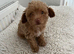 Tiny Toy Poodle