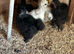Silkies x5
