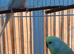 Pair of bugies