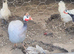Reluctantly having to rehome my guinea fowl