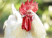 Poulet De Bresse Hatching eggs - dual purpose chickens