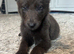 Gray German shepherd female