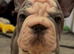 Velvet French bulldog