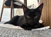 5 month old kitten for sale