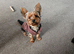 8 mth pedigre mini yorkshire terrier price reduced