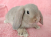 Mini lop baby rabbits for sale