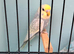 Semi tame baby pastel budgies