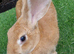 BEAUTIFUL PURE Continental Giant Doe - Looking for a kind Retirement home :)