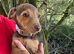 Bella Jack Russle