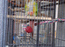 Beautiful conure for sale
